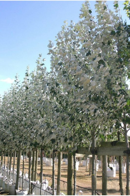 Populus Alba Тополь белый