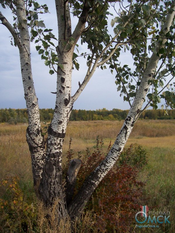 Тополь Populus Alba