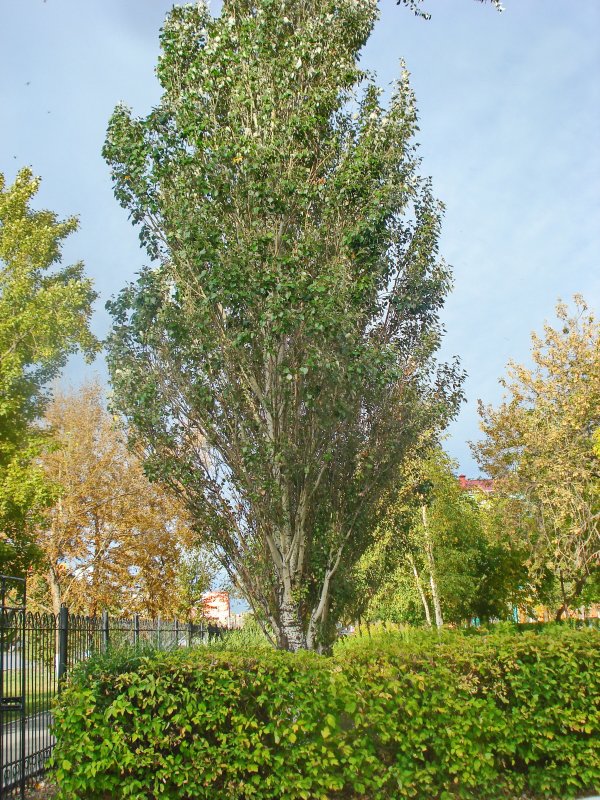 Populus Alba дерево