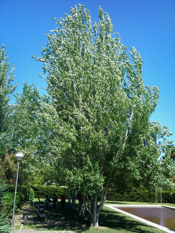 Populus Alba Тополь белый