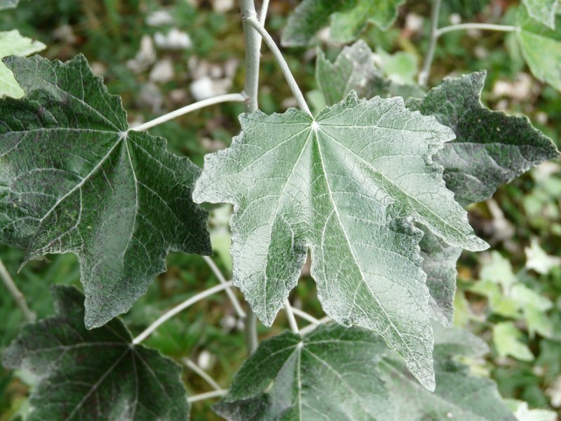 Populus Alba Тополь белый