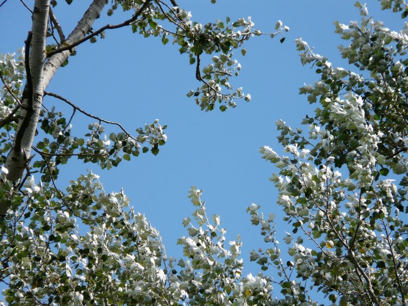 Populus Alba Тополь белый