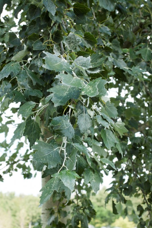 Тополь канадский (Populus canadensis)