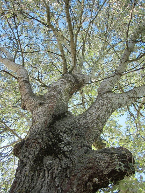 Populus Alba Тополь белый