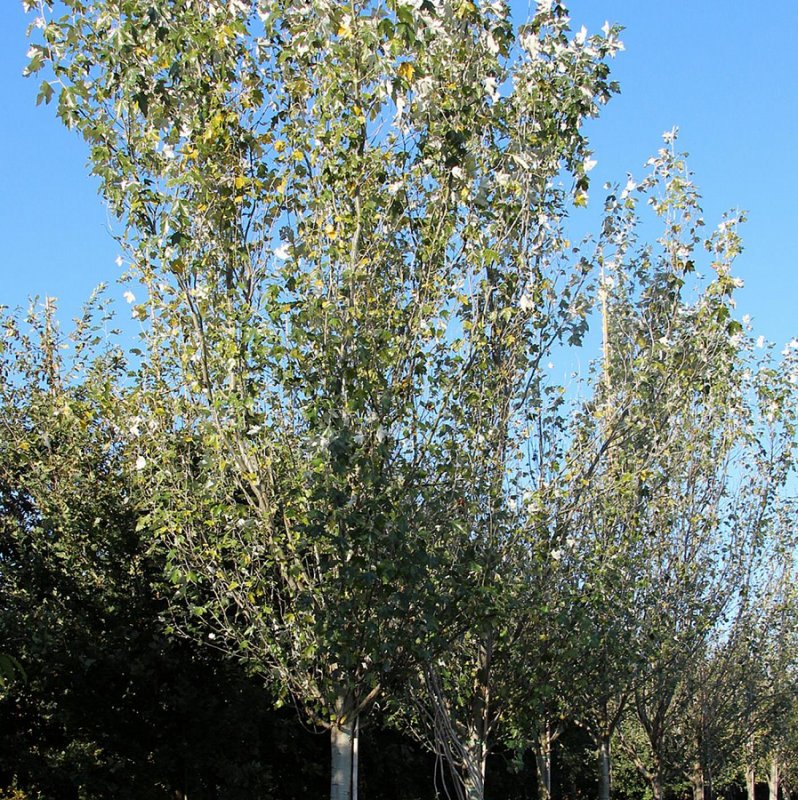 Populus Alba Тополь белый