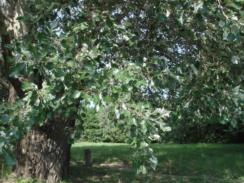 Populus Alba Тополь белый