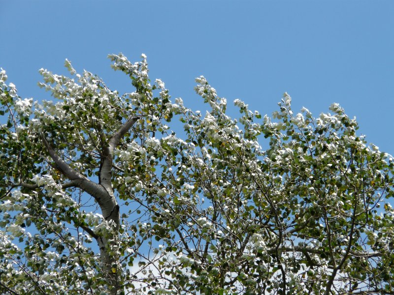 Populus Alba дерево