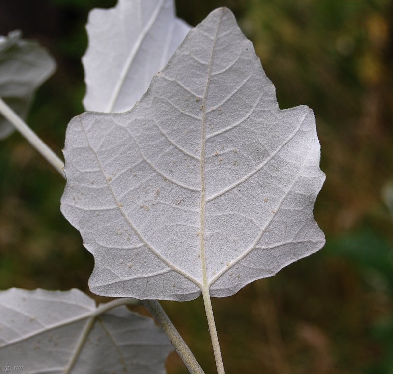 Тополь Populus Alba
