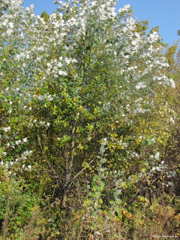 Populus Alba Тополь белый
