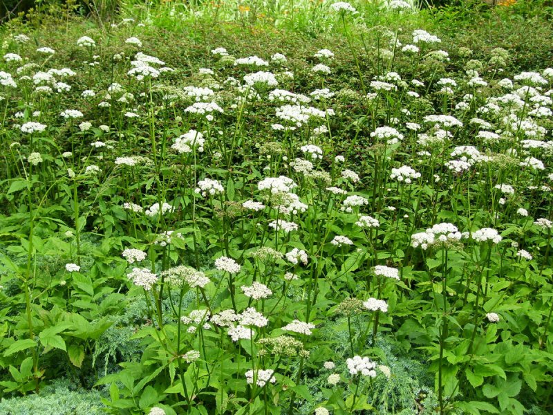 Aegopodium podagraria