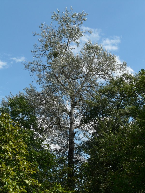 Тополь Populus Alba