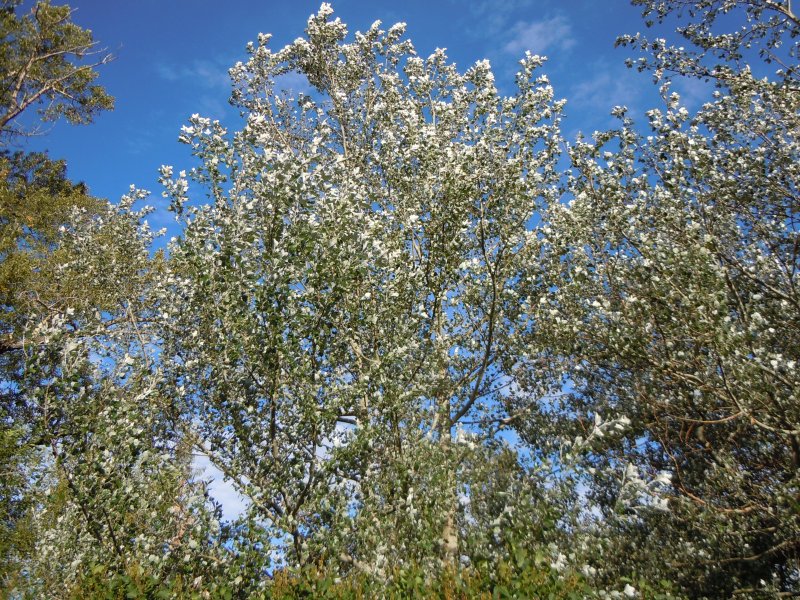 Тополь серебристый Populus Alba