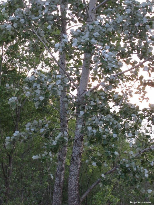 Populus Alba Тополь белый