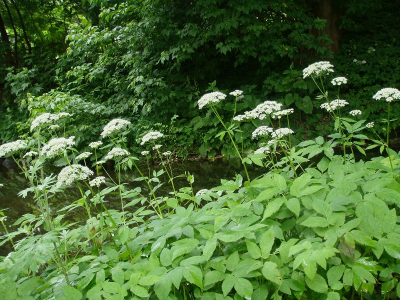 Сныть (Aegopodium podagraria)