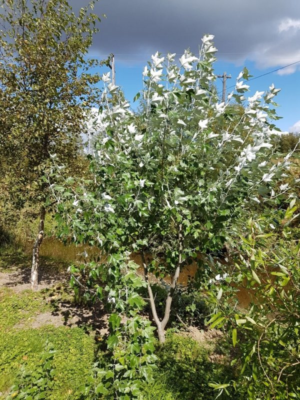Populus Alba Тополь белый осень