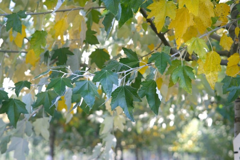 Populus Alba листья