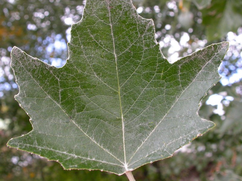 Populus Alba Тополь белый серебристый