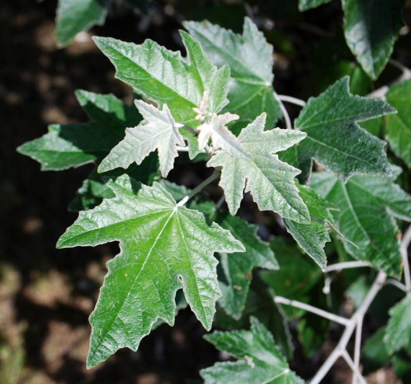 Populus Alba Тополь белый