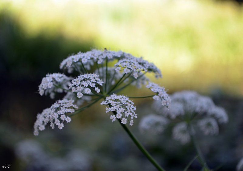 Сныть (Aegopodium podagraria)