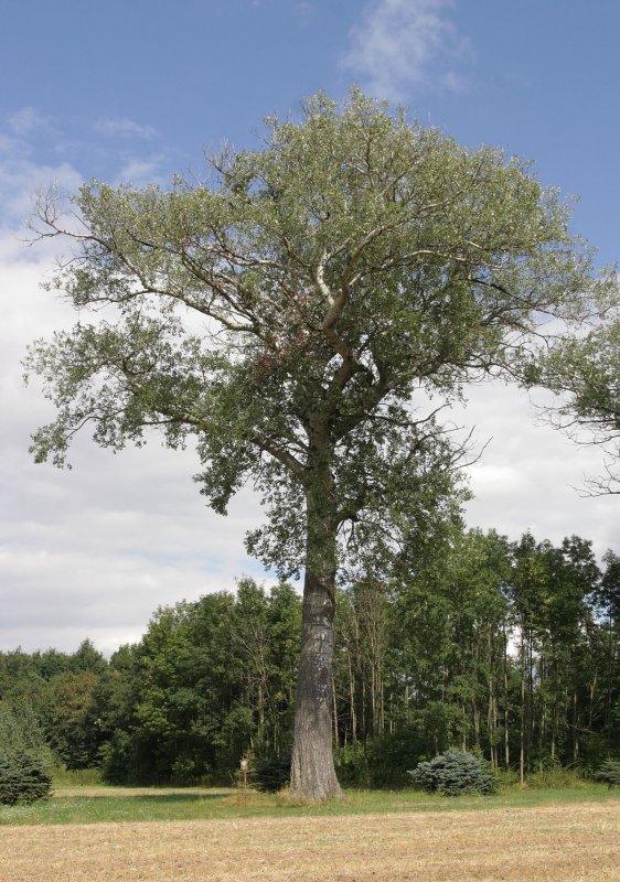 Populus Alba Тополь белый