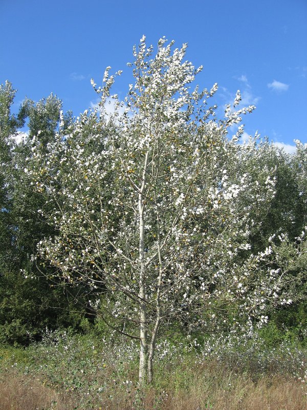 Тополь Populus Alba
