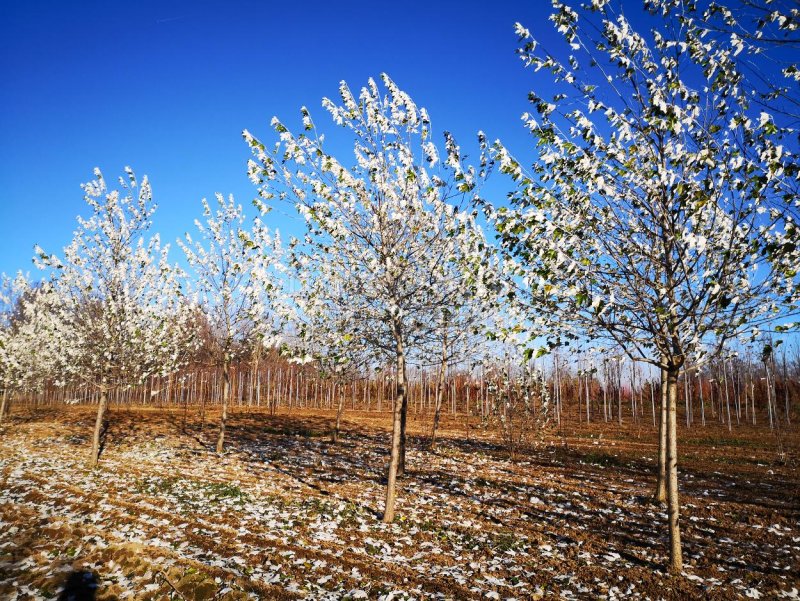 Populus Alba Тополь белый