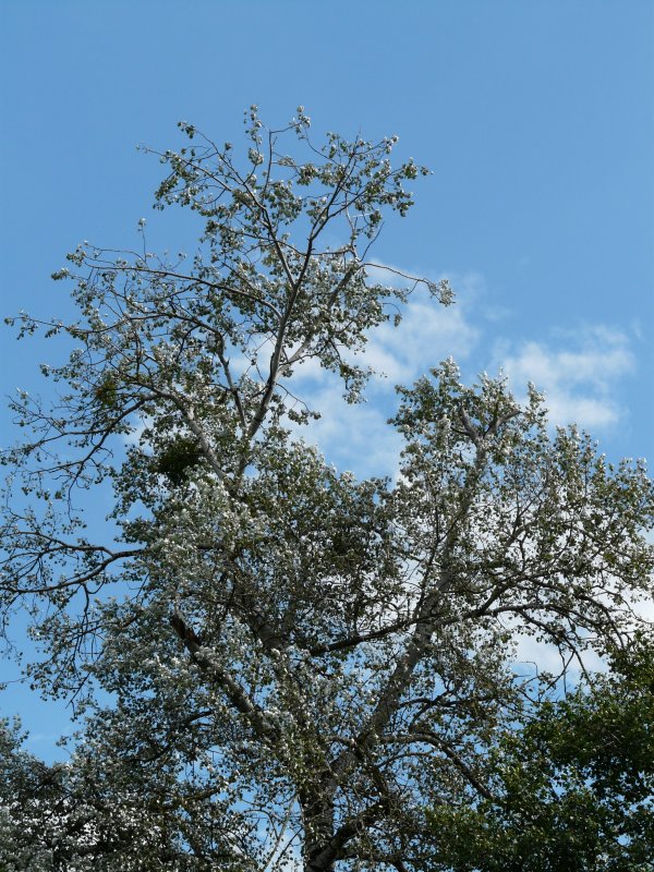 Тополь Populus Alba