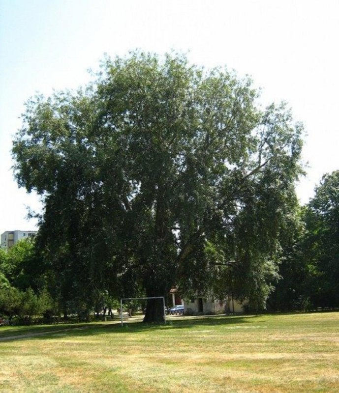 Populus Alba Тополь белый