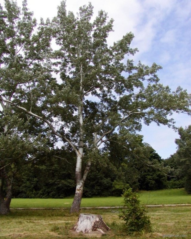 Populus Alba Тополь белый