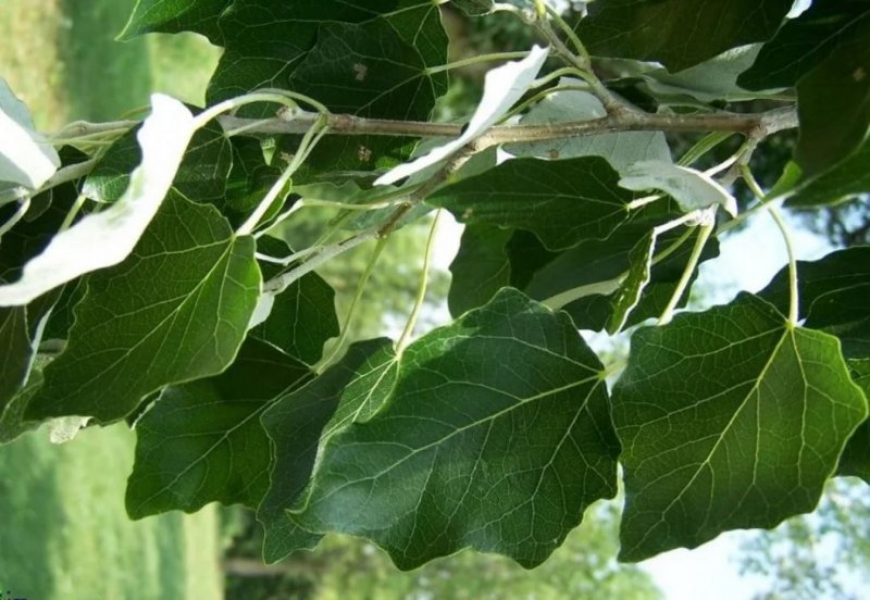 Populus Alba листья