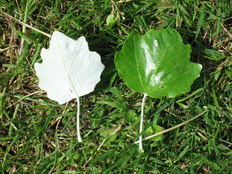 Тополь Populus Alba