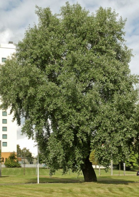 Тополь Populus Alba