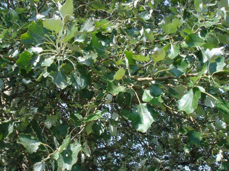 Тополь Populus Alba ствол