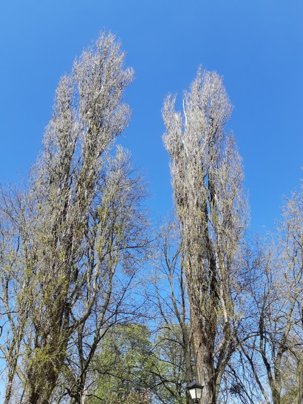 Тополь серебристый Populus Alba