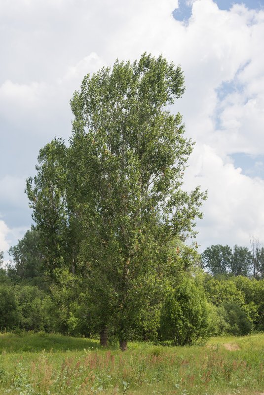 Populus Alba Nivea