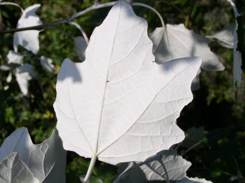 Populus Alba Тополь белый