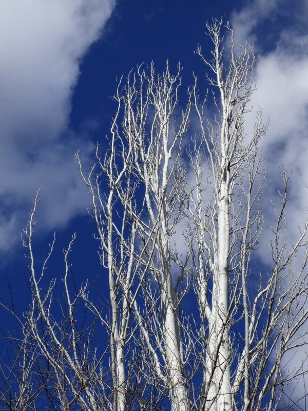 Populus Alba Тополь белый
