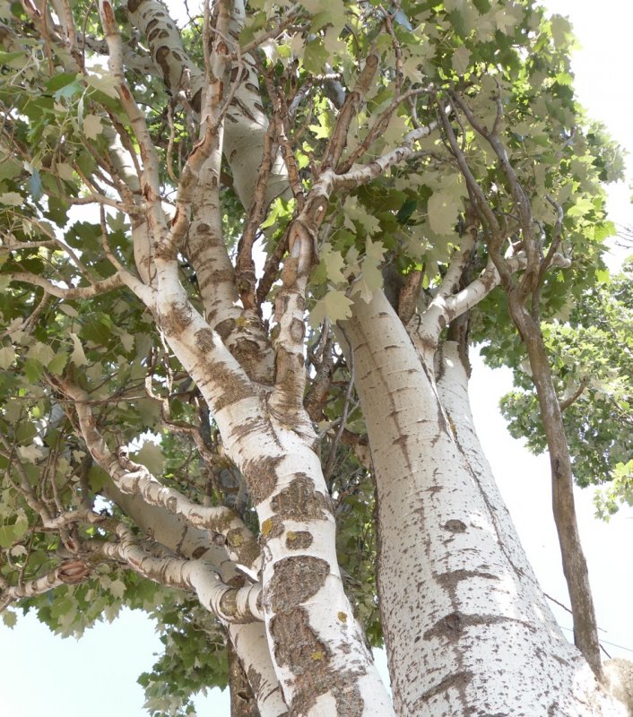 Тополь Populus Alba