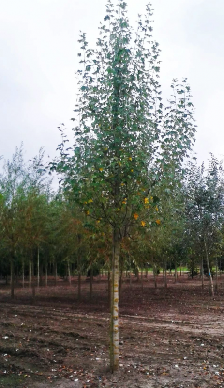 Populus Alba Тополь белый