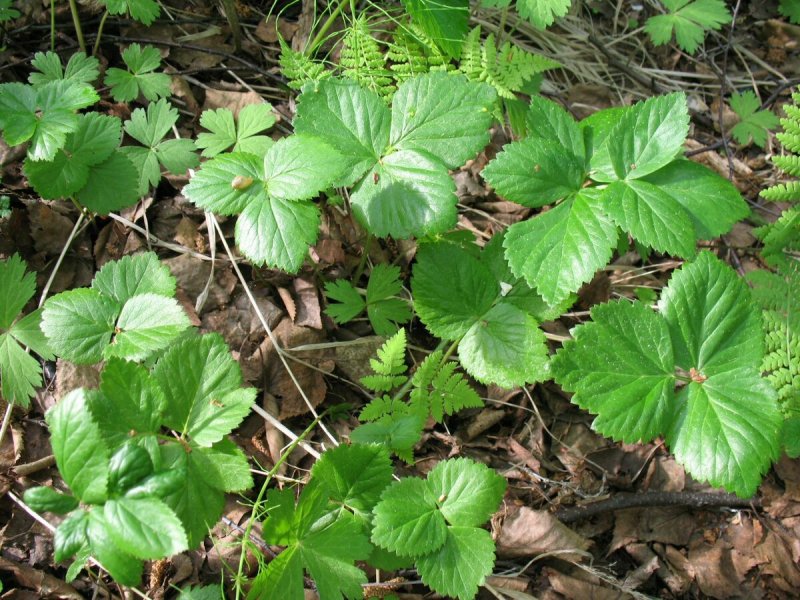 Сныть обыкновенная (Aegopodium podagraria l.)