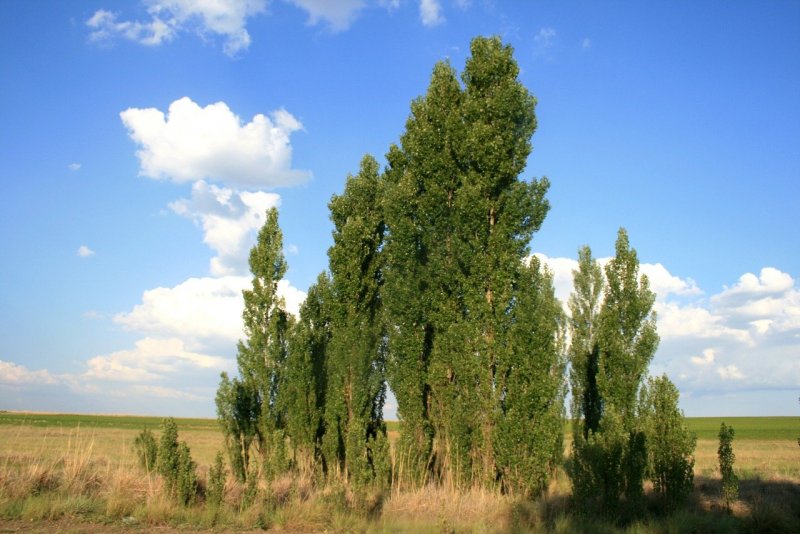 Тополь белый Плантариум