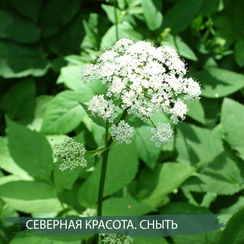 Сныть (Aegopodium podagraria)