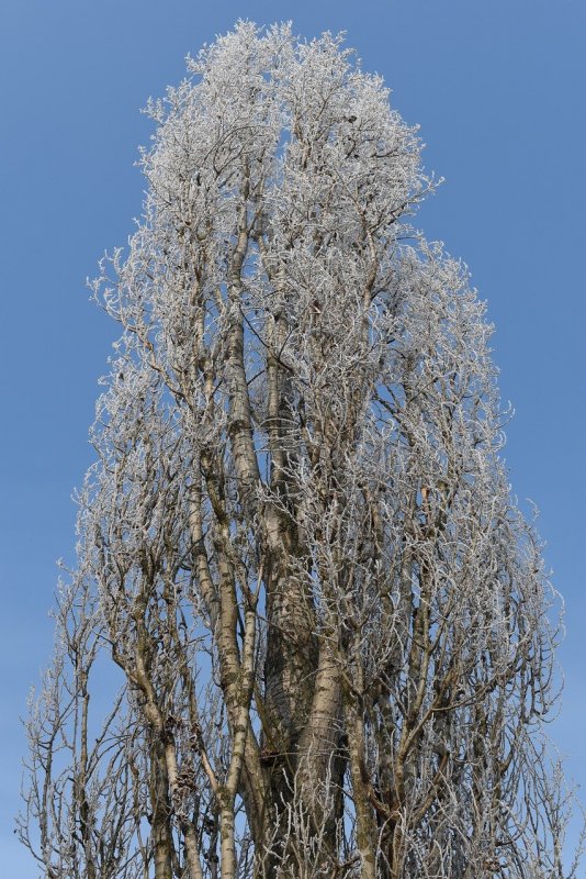 Популюс Альба