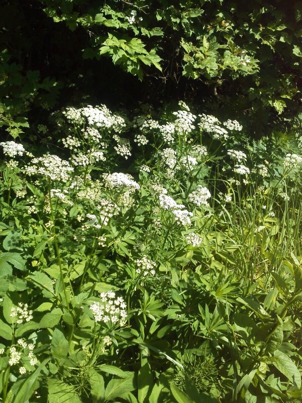 Сныть обыкновенная variegata