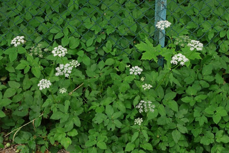 Aegopodium podagraria