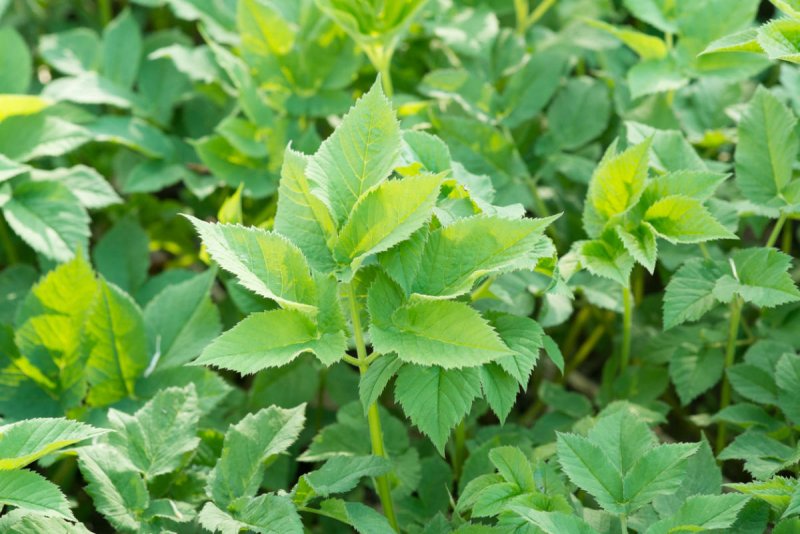 Сныть обыкновенная variegata