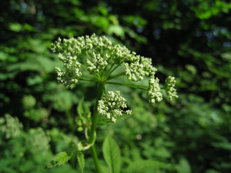 Сныть обыкновенная (Aegopodium podagraria l.)