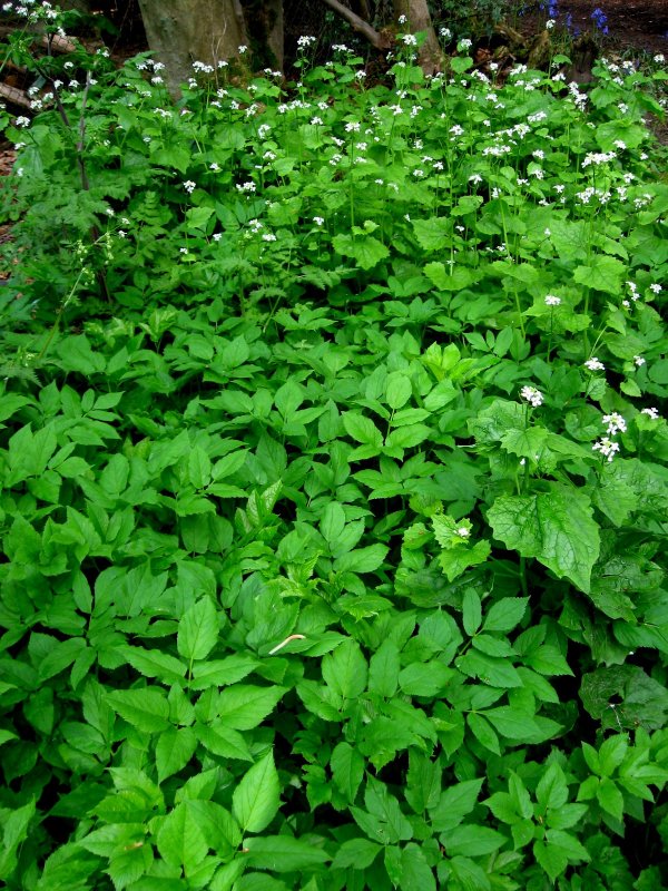 Сныть (Aegopodium podagraria)