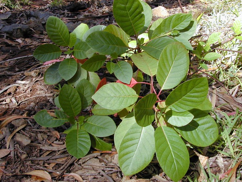 Cinchona ledgeriana