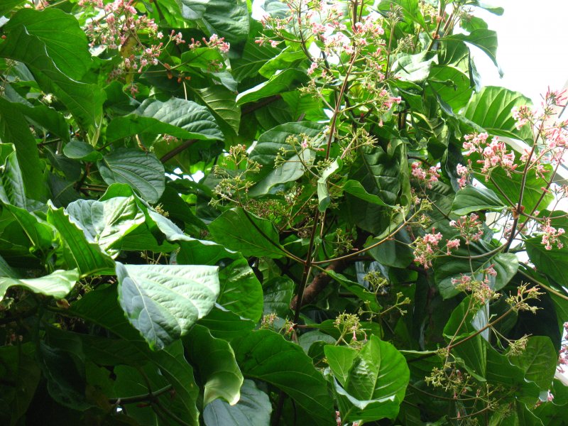 Cinchona succirubra